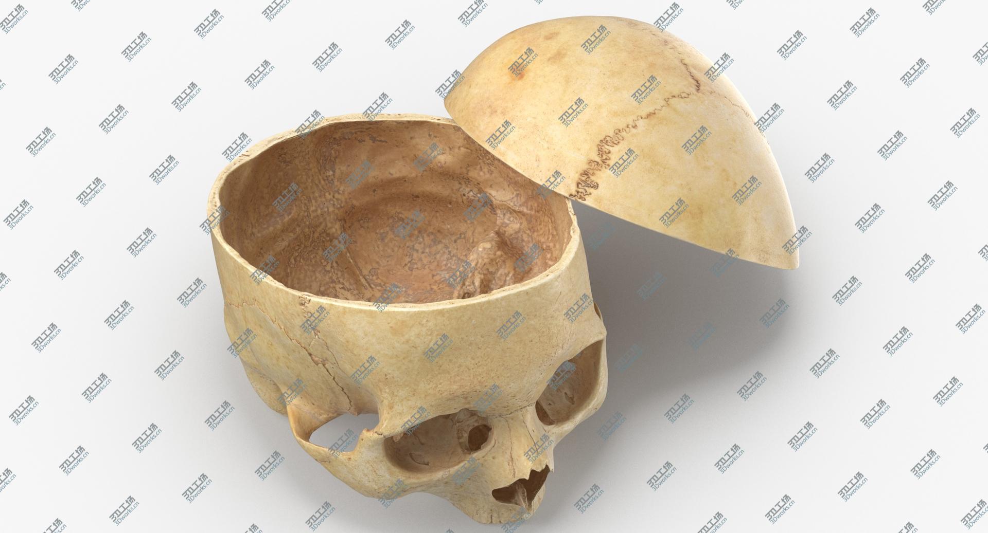 images/goods_img/202104091/Real Human Skull Cranial 02 Cut With Piece Pose 02 model/1.jpg